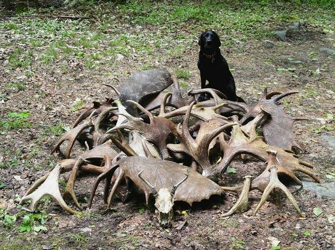 can dogs eat wild deer antlers