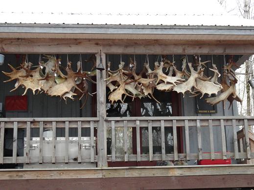 Natural on sale shed antlers