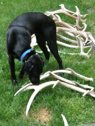 Naturally shed elk outlet antlers for dogs