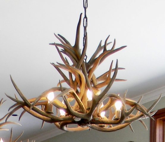 Mule deer chandelier