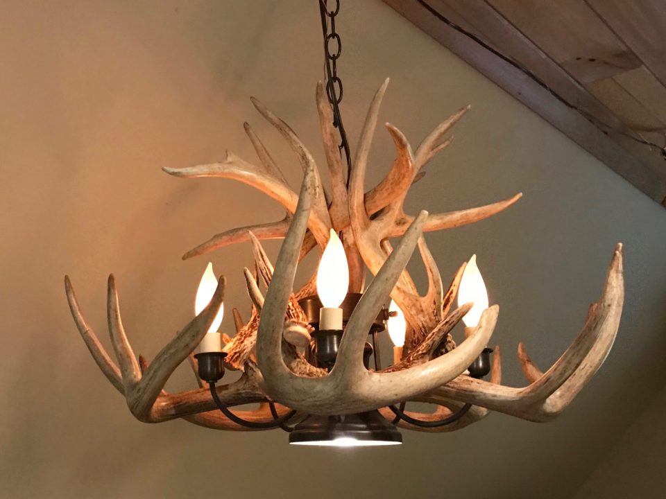 Chandelier whitetail antler with downlight