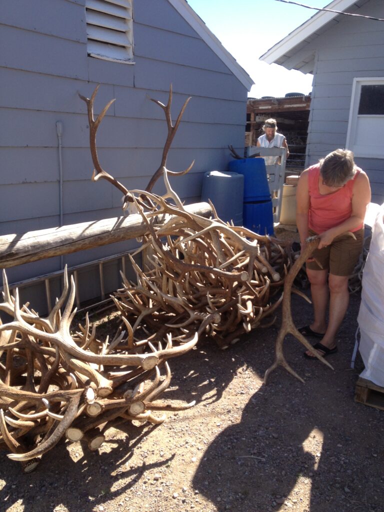 What are Naturally Shed Antlers? Mad River Antler